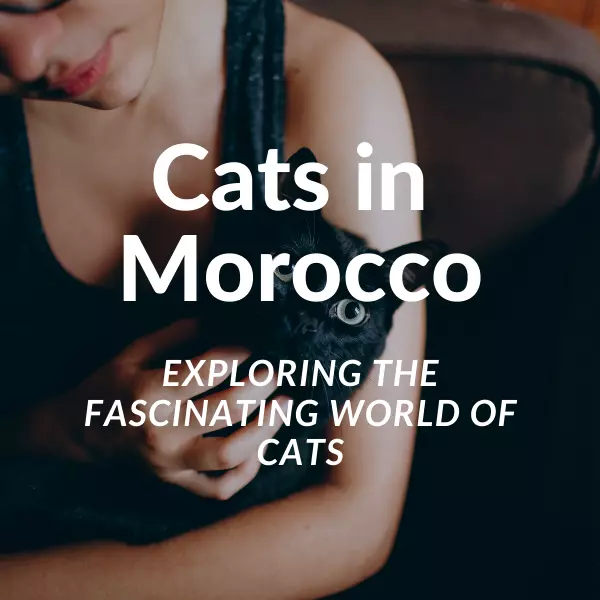 Cats in Morocco