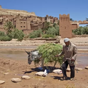 Typical Morocco Travel: A Journey into Culture and Adventure 1 Best Morocco Family Tours: A Complete Guide to an Unforgettable Adventure
