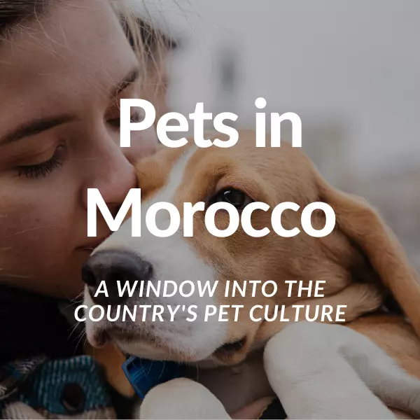 Pets in Morocco