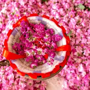 Rose Festival in Morocco